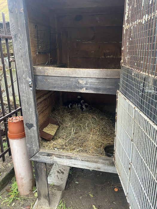 Sprzedam klatke dla królików 6 komorową dużą