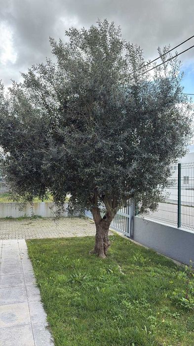 Jardineira Grande Lisboa – Manutenção, Organização de Quintais e Construção de Pequenos Jardins.