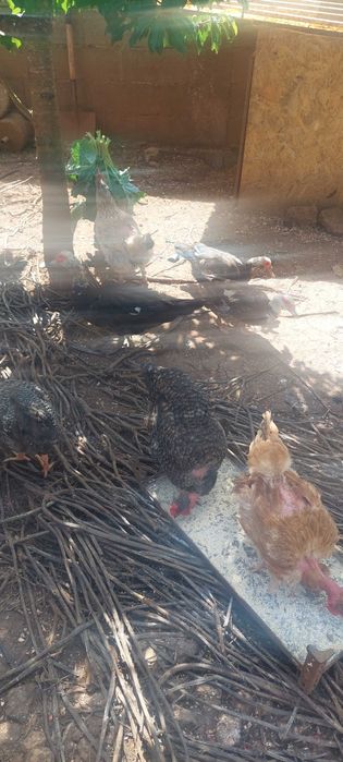 Patos mudos a procura  de novo lar