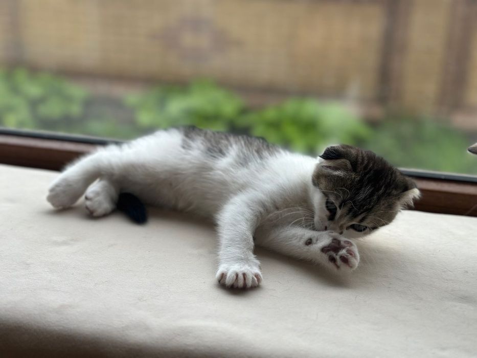 Продам  висловухих котиків