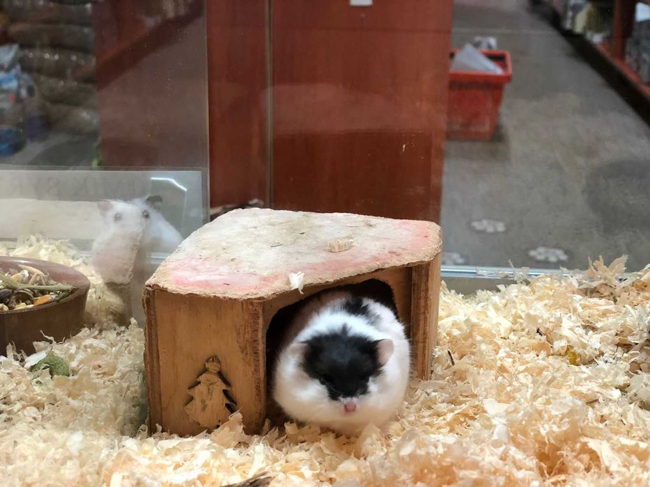 Chomik Dżungalski Tina Zoo