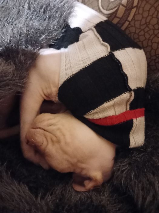 Вязка канадський сфінкс