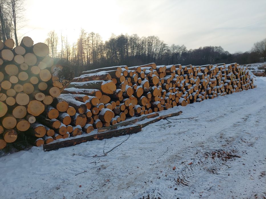 Kłoda dłużyca olcha