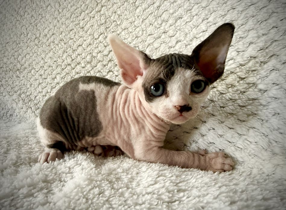 BARON - dostojny, uroczy kocurek  DevonRex