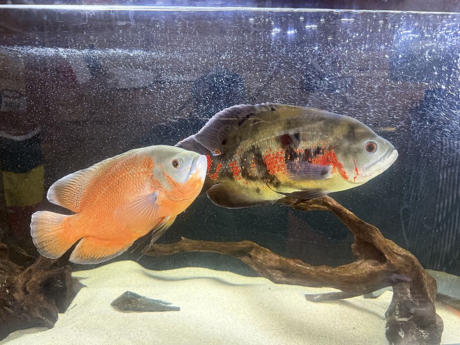 peixes Oscar adultos muito grandes ,  cerca de 28 cms,Casal formado