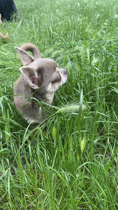 Вязка. Очень красивый мальчик чихуахуа