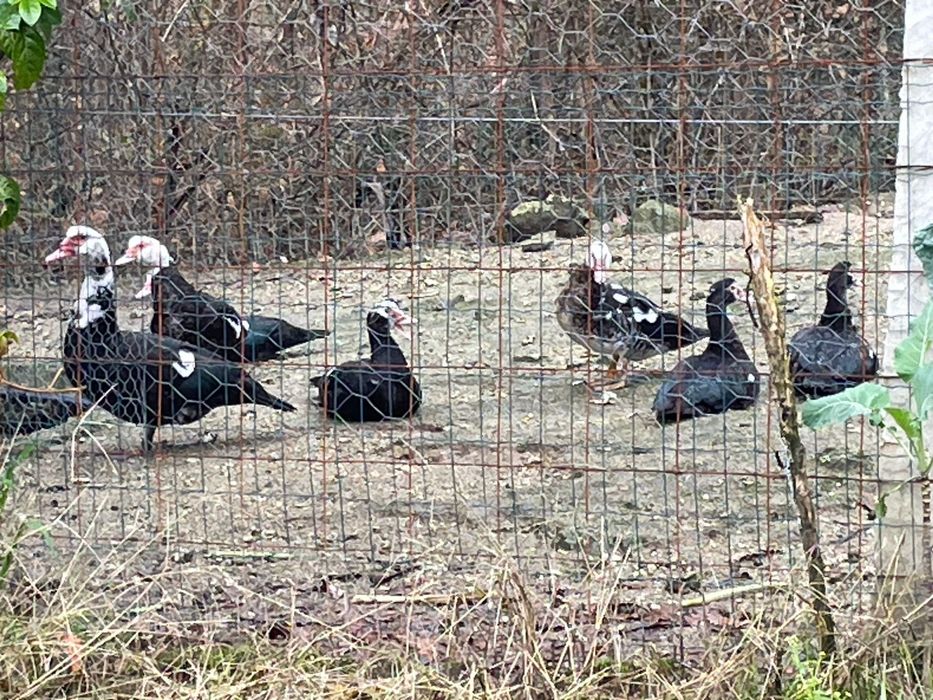 Patos 15€ cada um