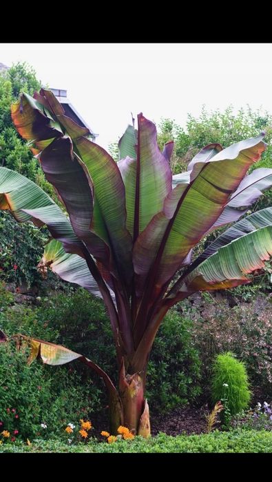 Bananowce essente ventricosum maurelii