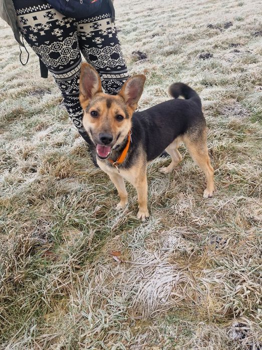 Kajko młody psiak szuka domu bez kotów i małych dzieci