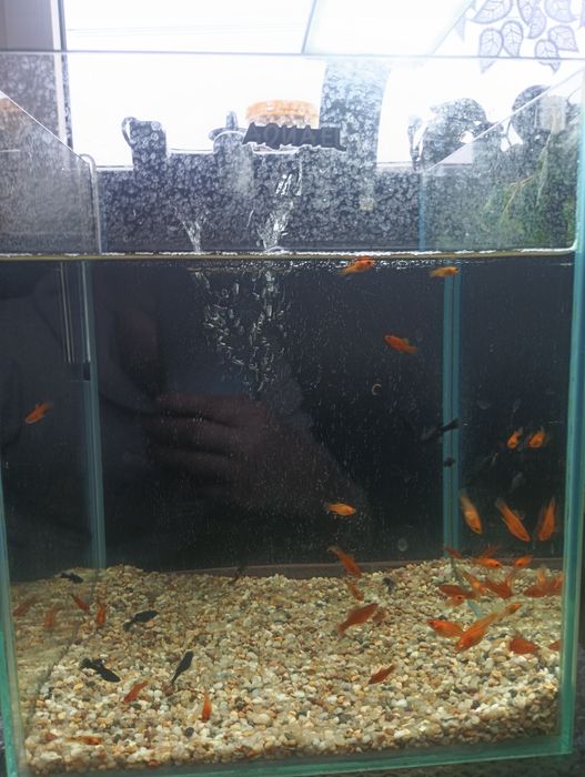 Sprzedam rybki do akwarium