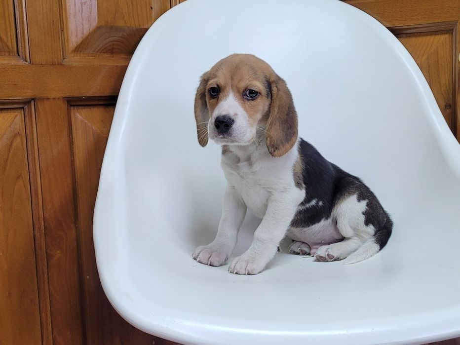 Beagle macho bebé