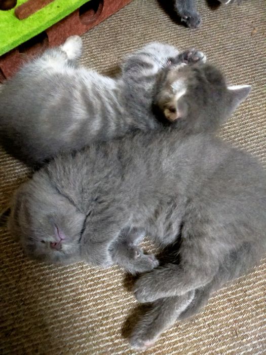 Котята шотландцы ищут любящих хозяев