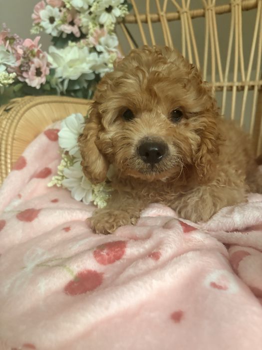 Cavapoo piesek biszkoptowy