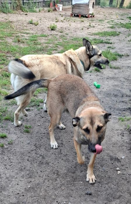 Mela i Lucky do adopcji