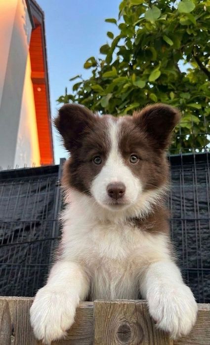 Border collie FCI/ZKwP suczka czekoladowa