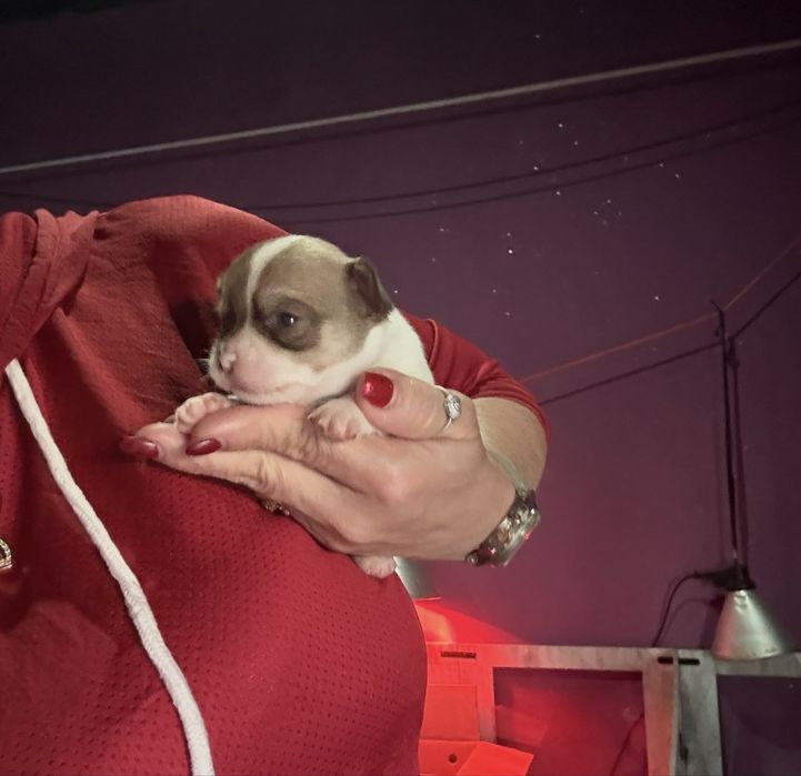 Menina  Chihuahua  lindissima “ de bolsa.