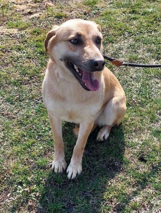 Danna sunia do adopcji