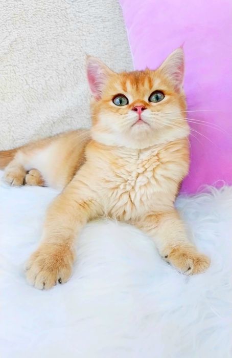 Золота шиншила Чудо хлопчик