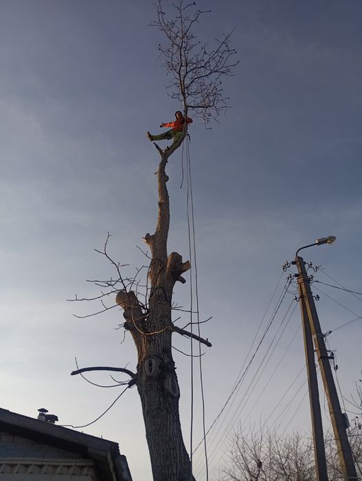 Спил дерев,спилить дерево,розчистка участок.