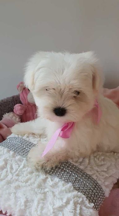 Mini Piesek Maltańczyk do 2,5 kg. Piękny. Bialutki.