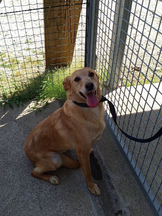 Cadelinha para adopção responsável