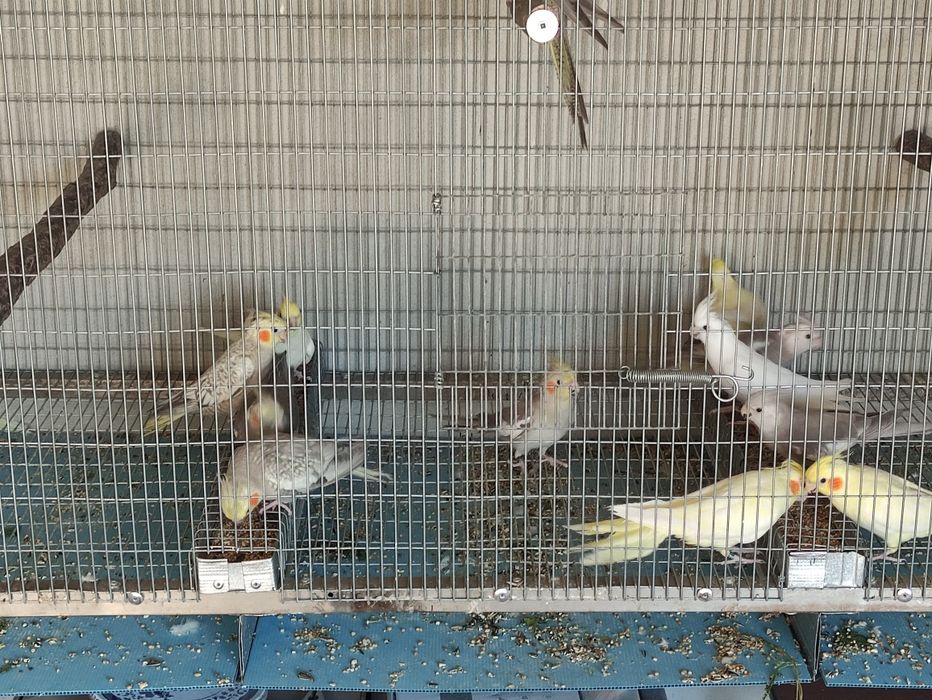 Caturras para cedência