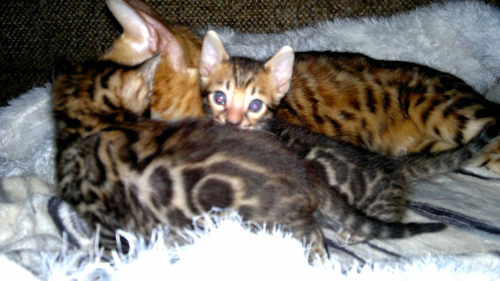 Яскраві бенгальські клубні кошенятка