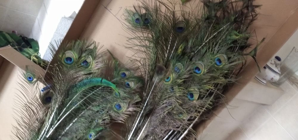 Vendo penas de pavão