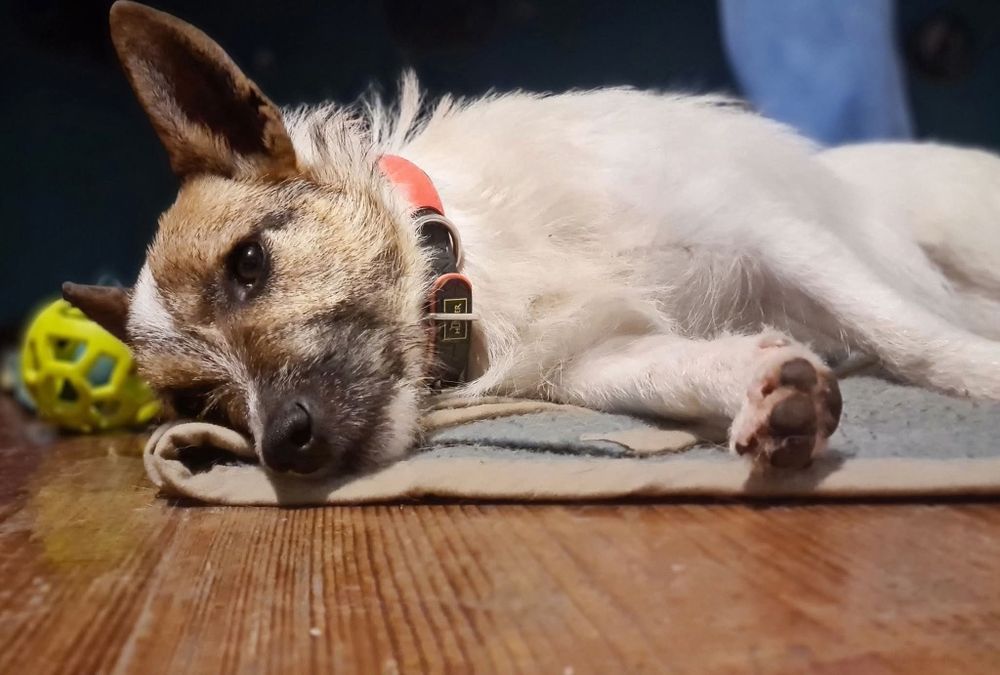Piękna dama z charakterkiem szuka domu