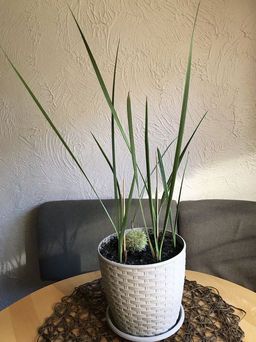 Пальма  Фінікова