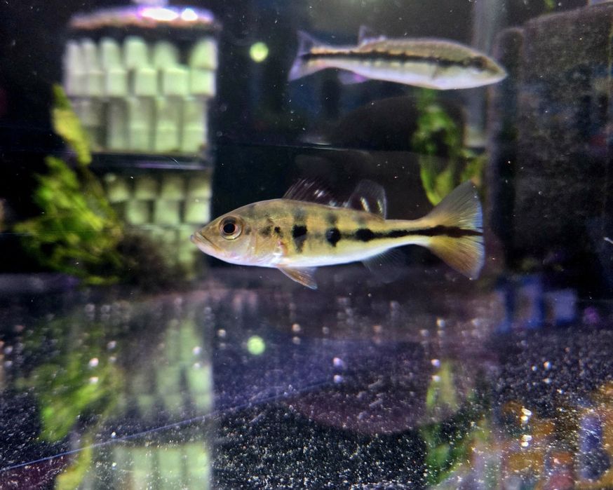 Cichla brokopondo