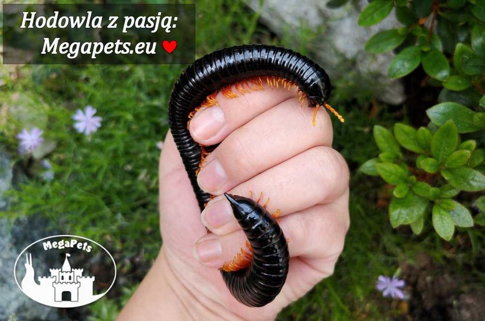 Rarytas Alienostreptus bicoloripes Krocionóg Stonoga Wije Karaczany