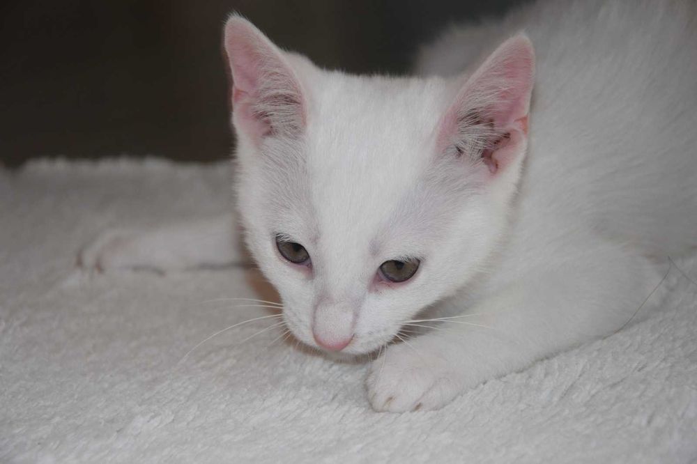 Gatinhos bebés para adopção responsável