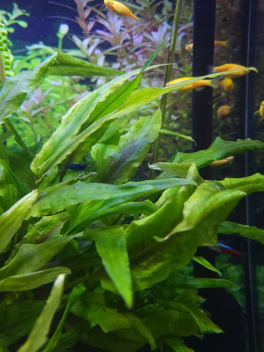 Krewetki Blue Velvet