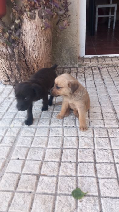 Só já restam estas 2 lindas cachorrinhas