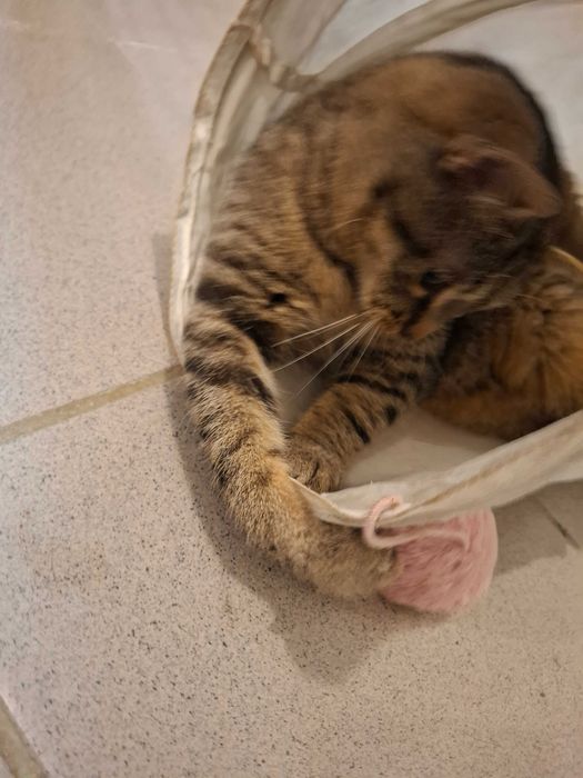 Mały rozrabiaka Kardamon szuka kochającego domu