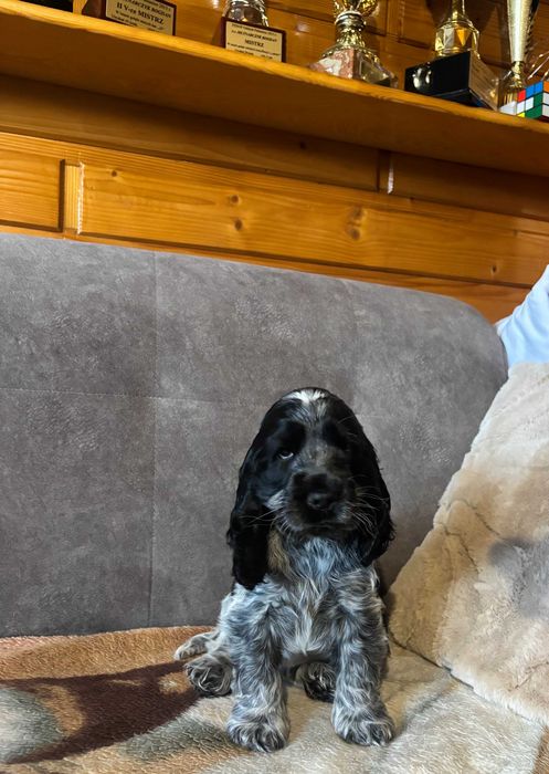 SZCZENIAK Cocker Spaniel Angielski