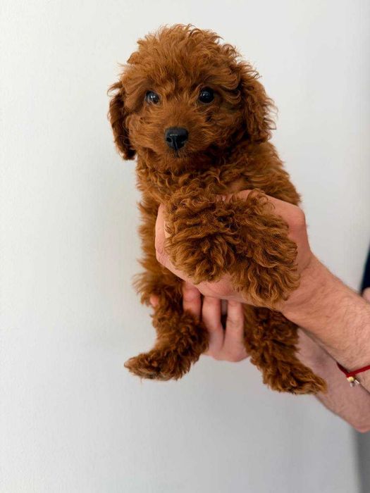 Caniche Toy Mini Femea Micro Menina Disponível