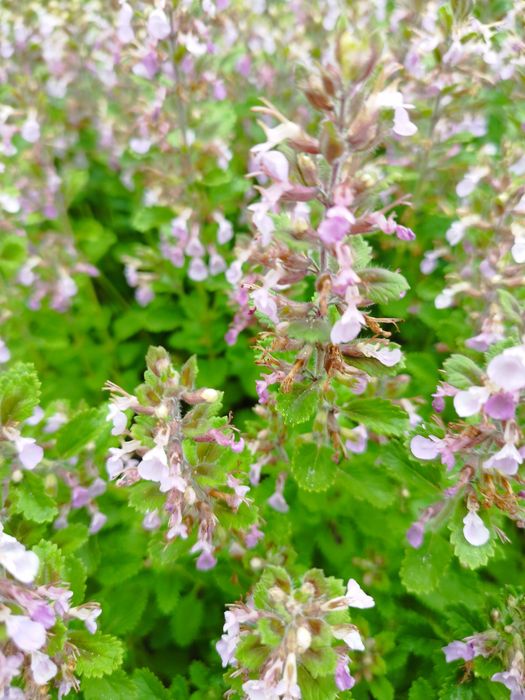 Sadzonki Ożanka właściwa odporna i miododajna, długo kwitnie