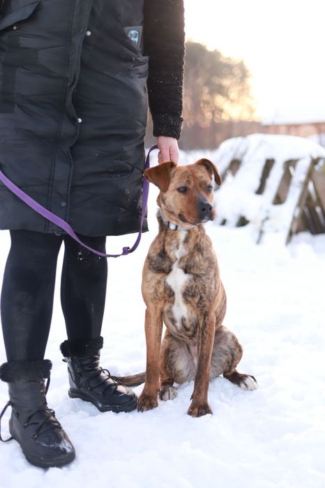 Energiczna, towarzyska i oddana sunia w typie boksera szuka domu