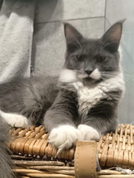 Kocurek Maine coon -Rodowod  FPL