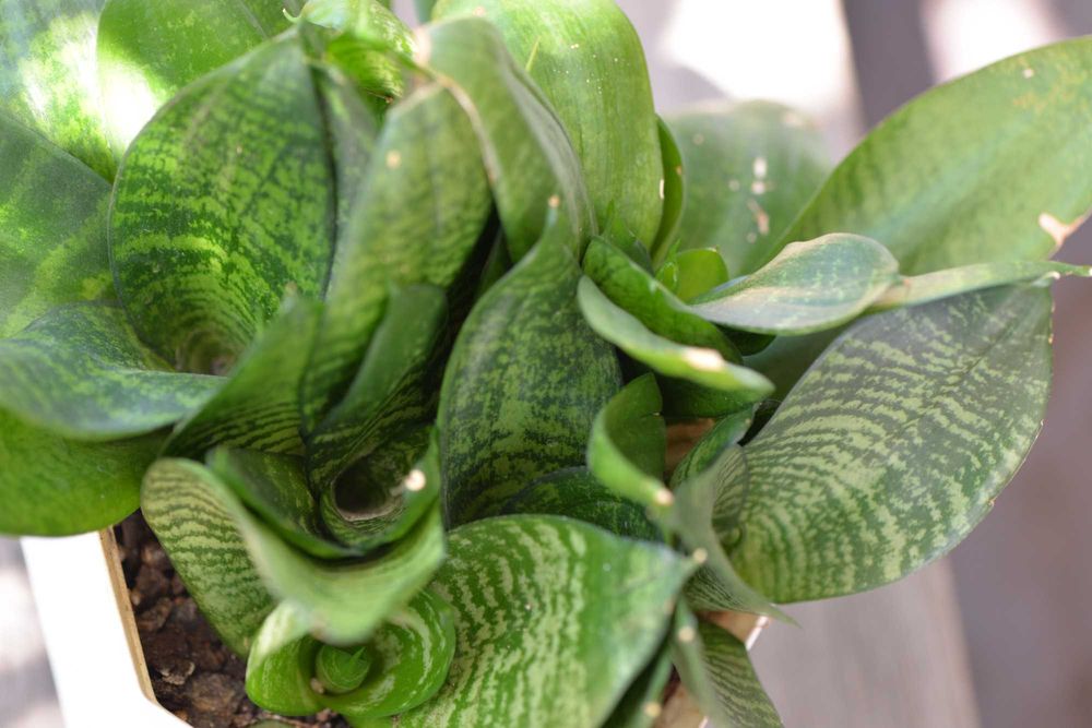 Сансевієрія Ханні (Sansevieria Hahnii)