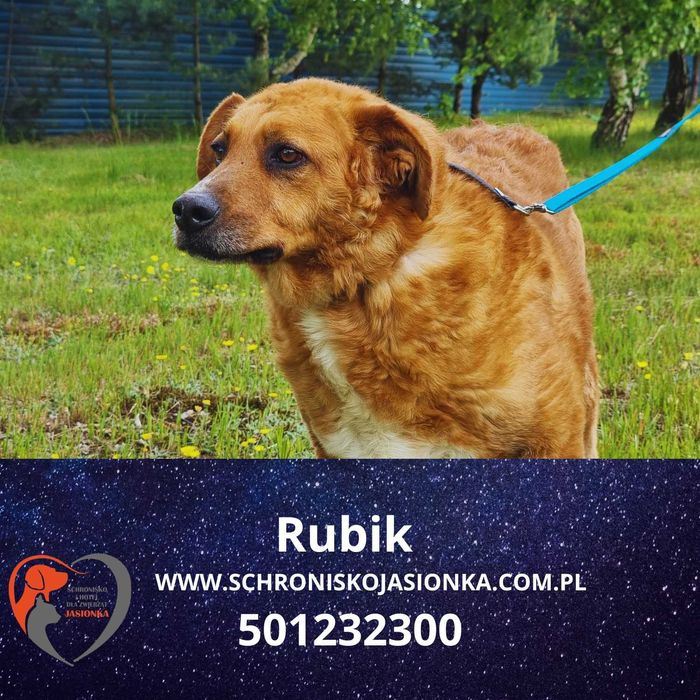 RUBIK do adopcji – Schronisko Jasionka
