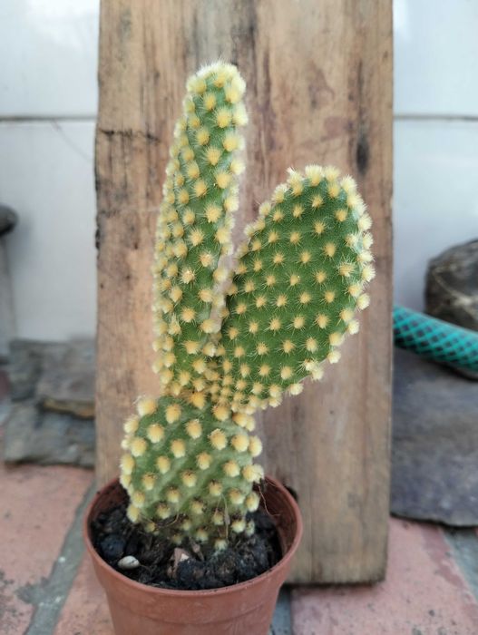 Cato orelhas de coelho