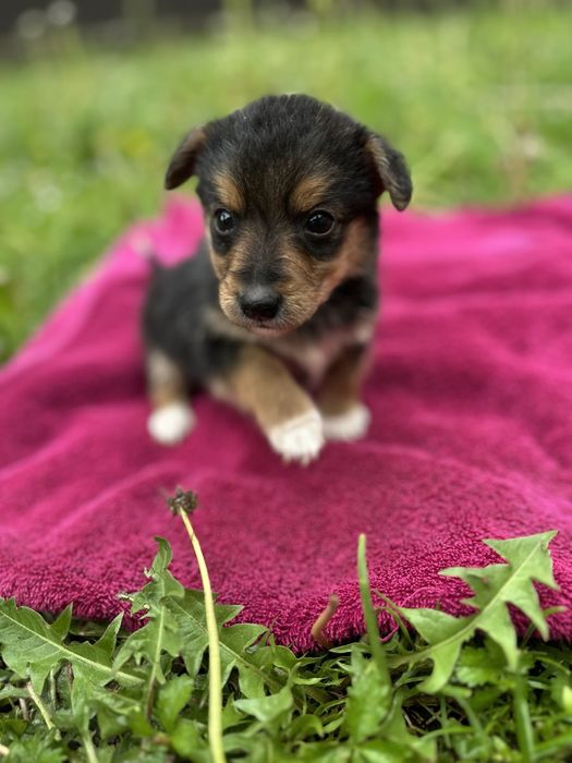 Хлопчики горобчики