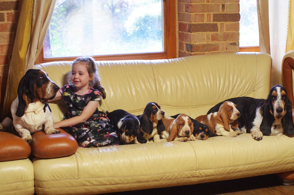 LONG CASTLE HOUND питомник предлагает щенка девочку