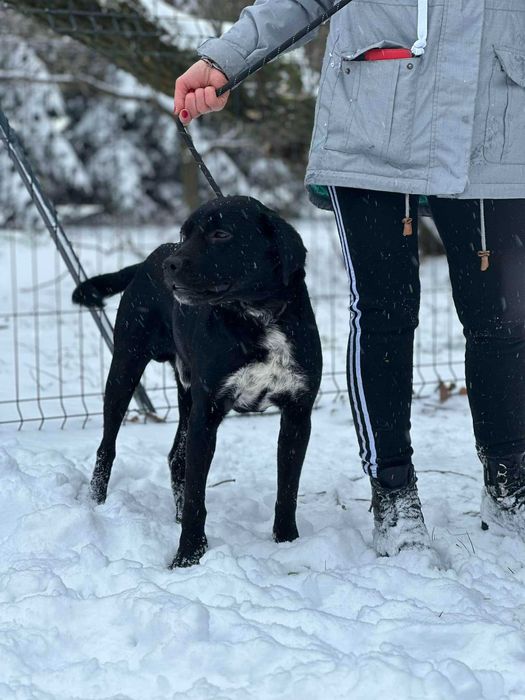 Orlando super towarzysz życia do adopcji