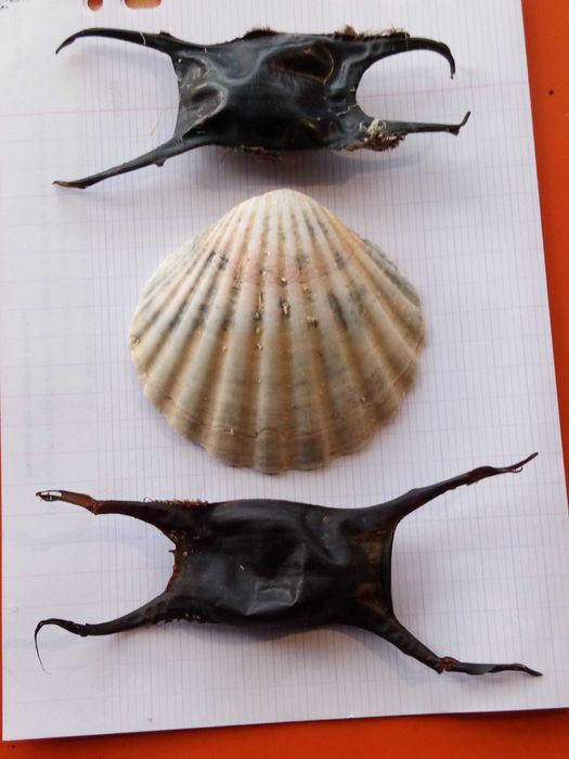 Ovos de Raia, bolsas de Colagénio, cápsulas de extra- terrestres