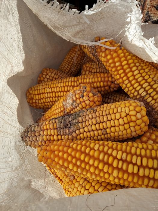 Кукурудза 3 сорт