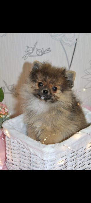 Бомбезні міні шпіцулі